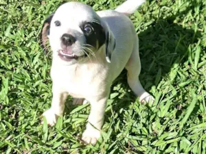 Cachorro raça SRD-ViraLata idade Abaixo de 2 meses nome Sem nome 