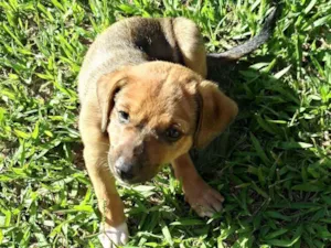 Cachorro raça SRD-ViraLata idade Abaixo de 2 meses nome Sem nome 