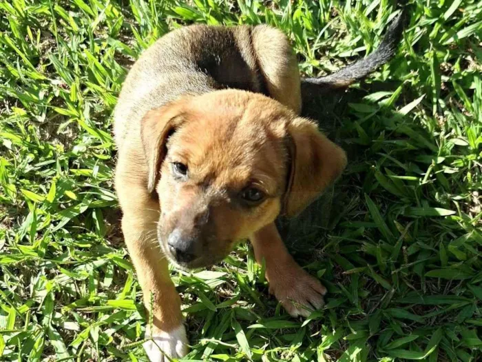 Cachorro raça SRD-ViraLata idade Abaixo de 2 meses nome Sem nome 