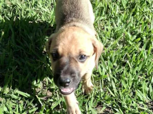 Cachorro raça SRD-ViraLata idade Abaixo de 2 meses nome Sem nome 