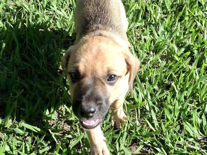 Cachorro raça SRD-ViraLata idade Abaixo de 2 meses nome Sem nome 