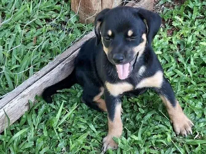 Cachorro raça SRD-ViraLata idade Abaixo de 2 meses nome Sem nome 