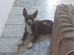Cachorro raça Pit-Bull idade 2 anos nome Era