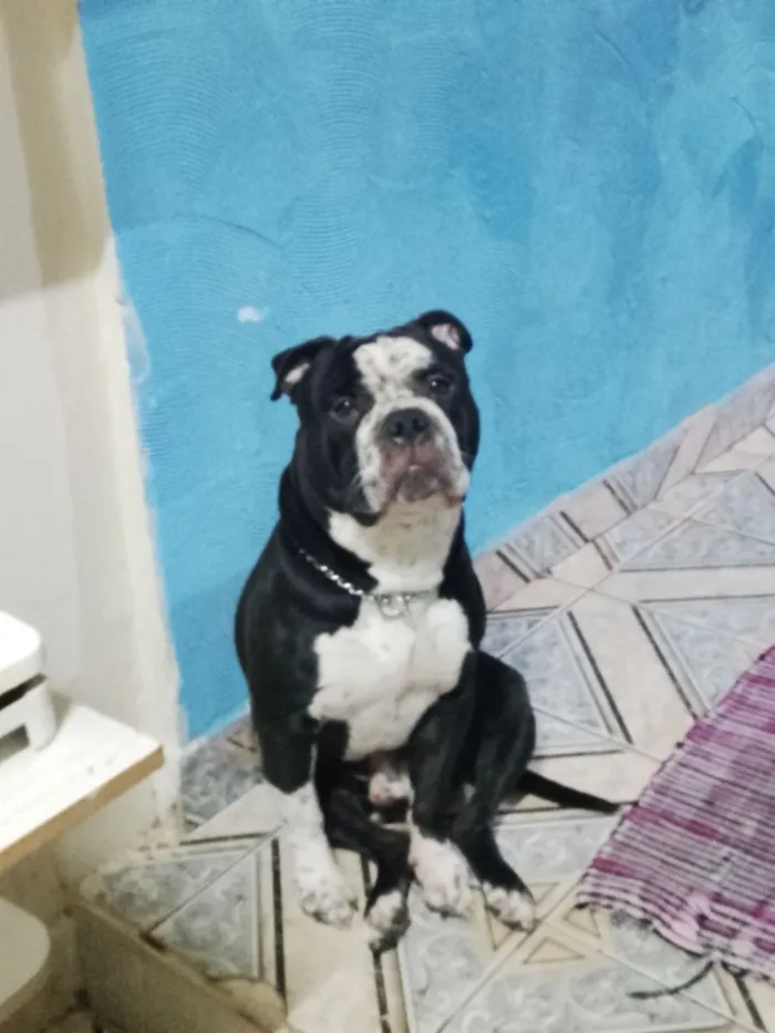 Cachorro raça Pit-Bull idade 3 anos nome Thor 