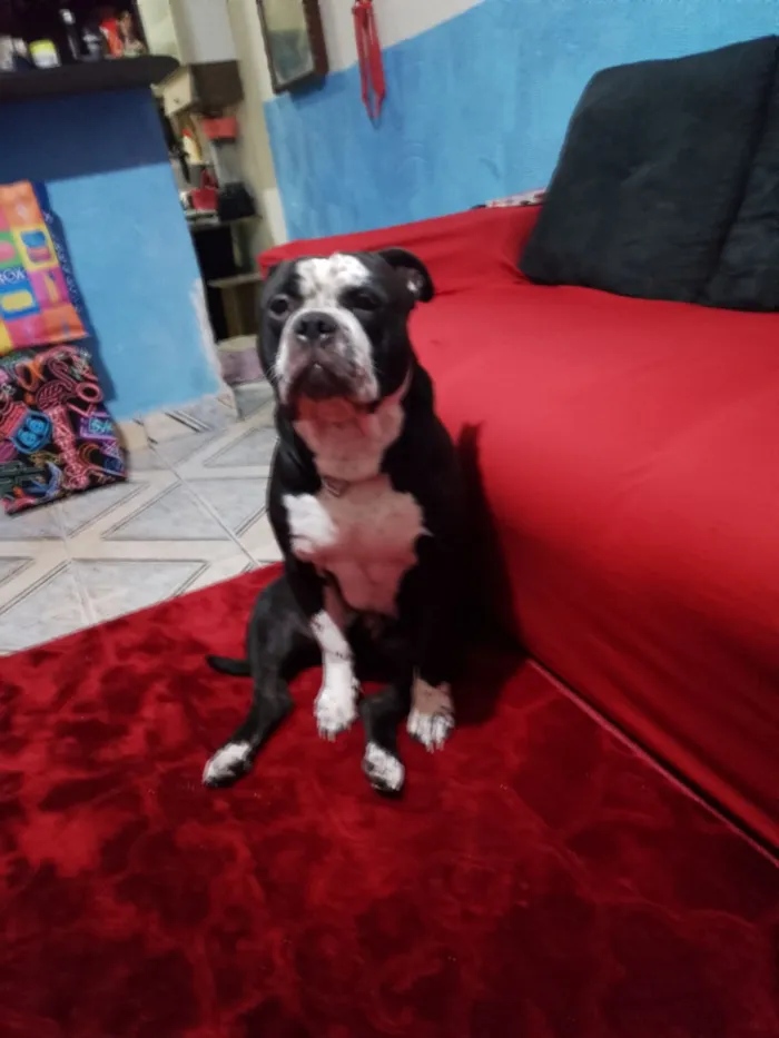 Cachorro raça Pit-Bull idade 3 anos nome Thor 