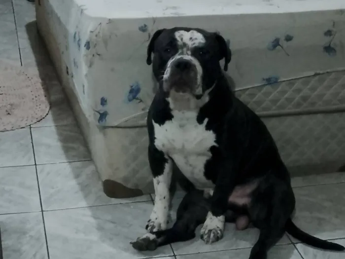 Cachorro raça Pit-Bull idade 3 anos nome Thor 