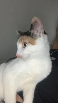 Gato raça SRD-ViraLata idade 1 ano nome Rita