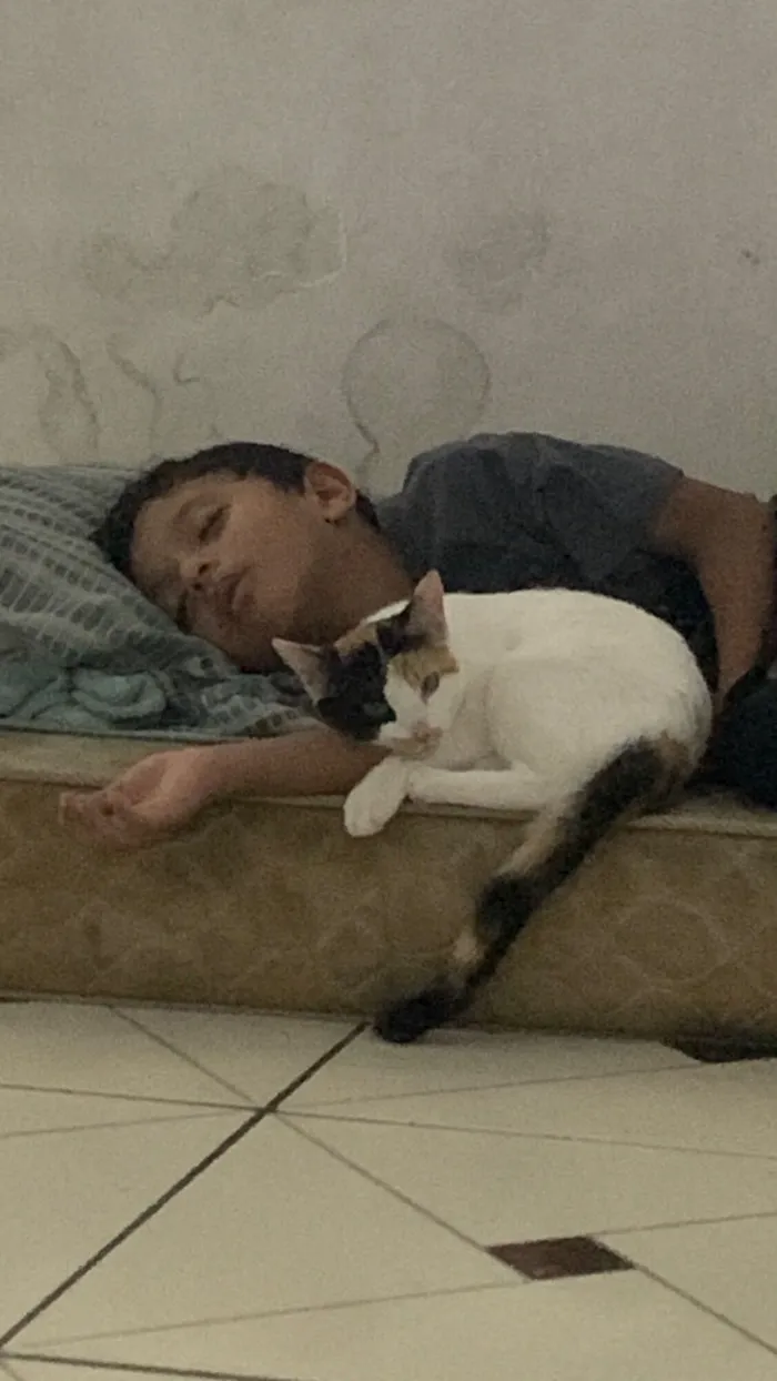 Gato raça SRD-ViraLata idade 1 ano nome Rita
