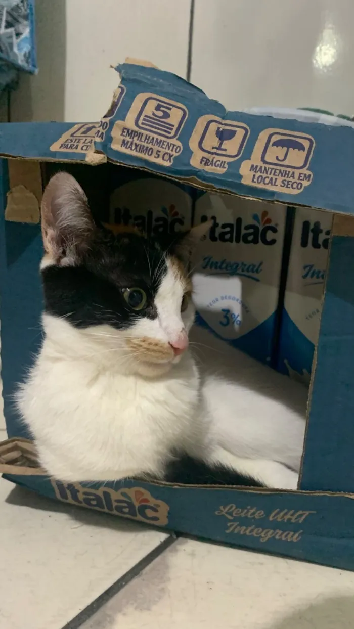 Gato raça SRD-ViraLata idade 1 ano nome Rita