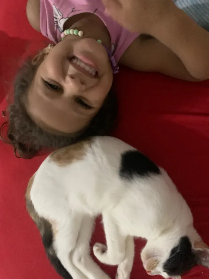 Gato raça SRD-ViraLata idade 1 ano nome Rita