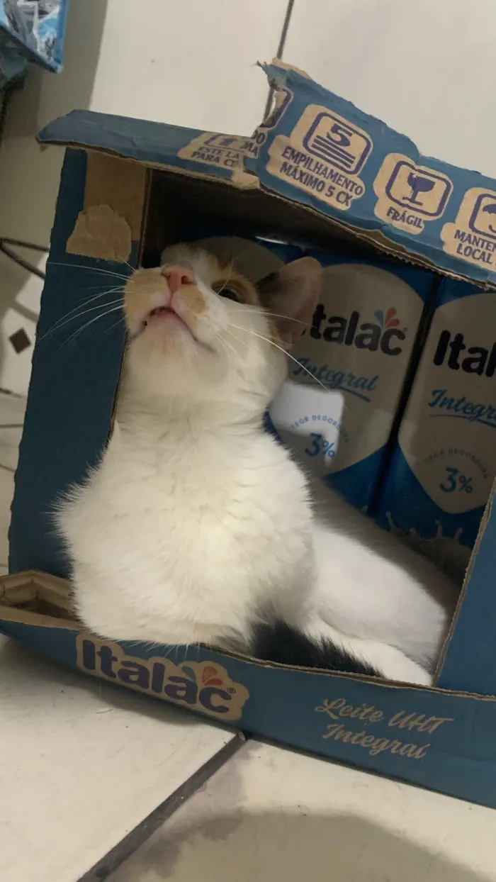 Gato raça SRD-ViraLata idade 1 ano nome Rita 