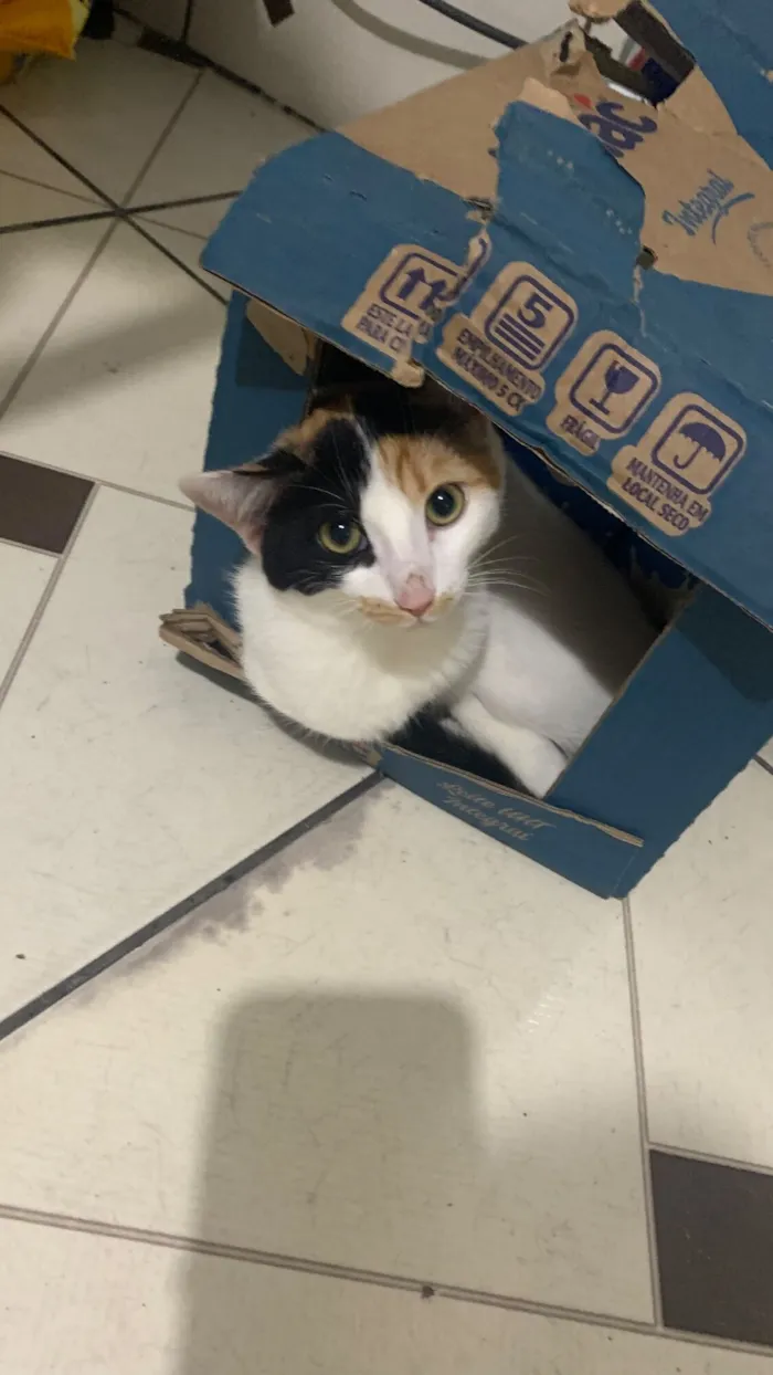 Gato raça SRD-ViraLata idade 1 ano nome Rita 