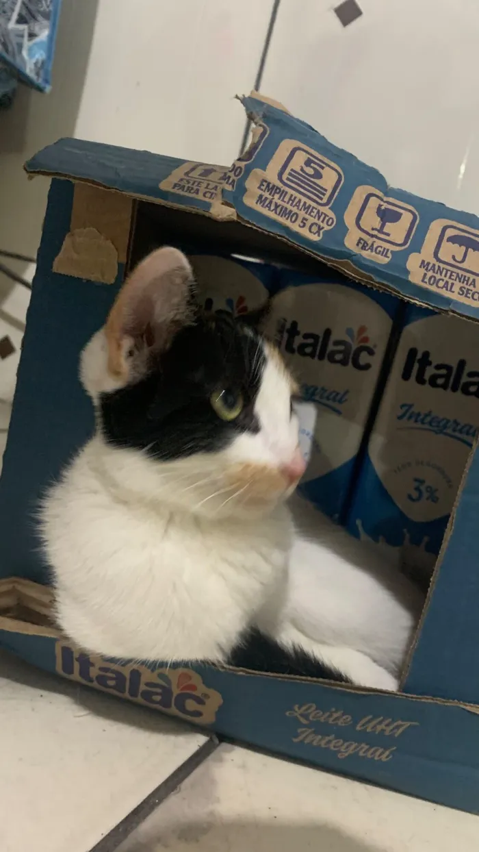 Gato raça SRD-ViraLata idade 1 ano nome Rita 