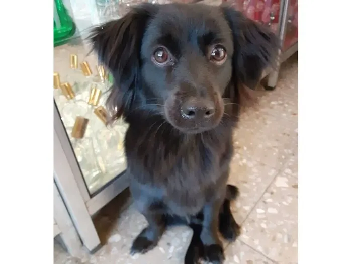 Cachorro raça SRD-ViraLata idade 7 a 11 meses nome Pretinho 