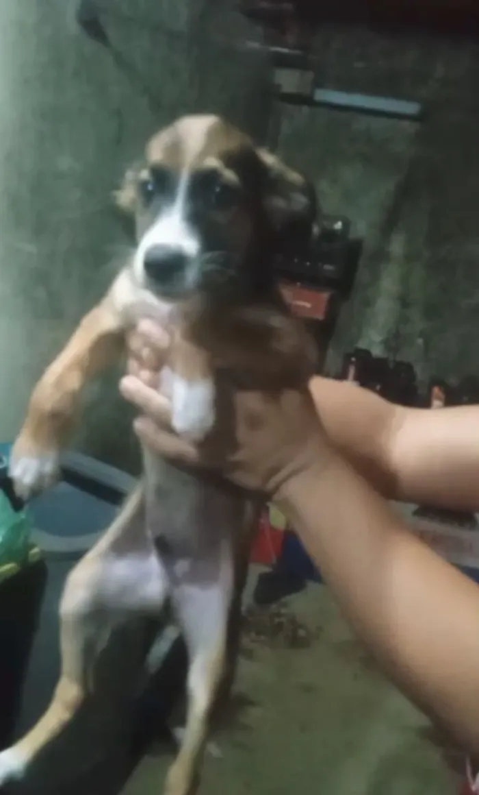 Cachorro raça SRD-ViraLata idade Abaixo de 2 meses nome Sem nome 
