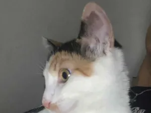 Gato raça SRD-ViraLata idade 1 ano nome Rita