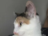 Gato raça SRD-ViraLata idade 1 ano nome Rita