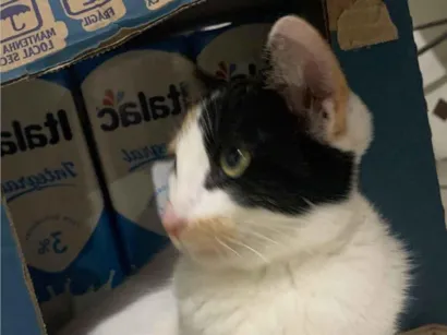 Gato raça SRD-ViraLata idade 1 ano nome Rita 