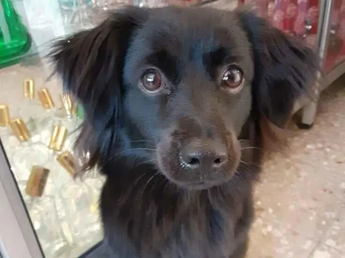 Cachorro raça SRD-ViraLata idade 7 a 11 meses nome Pretinho 