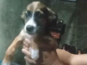 Cachorro raça SRD-ViraLata idade Abaixo de 2 meses nome Sem nome 
