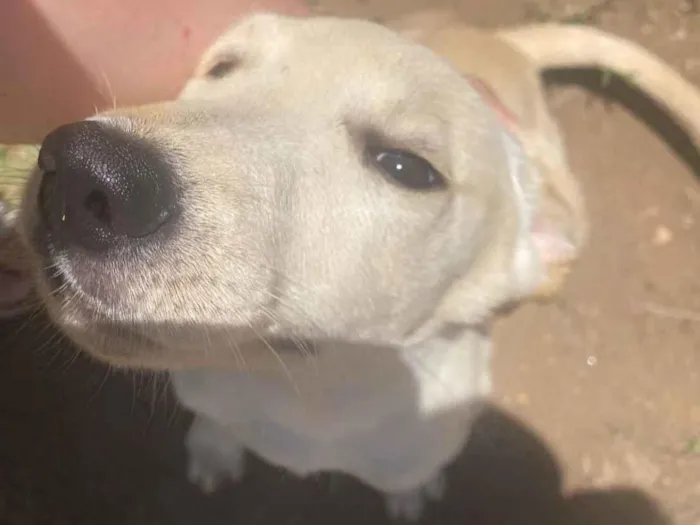 Cachorro raça SRD-ViraLata idade 2 a 6 meses nome Apolo 