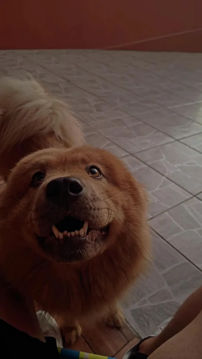 Cachorro raça Chow Chow idade 4 anos nome Amora