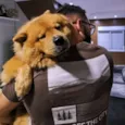 Cachorro raça Chow Chow idade 4 anos nome Amora