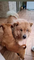 Cachorro raça Chow Chow idade 4 anos nome Amora