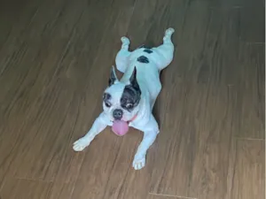 Cachorro raça Bulldog idade 5 anos nome Cookie