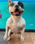 Cachorro raça Bulldog idade 5 anos nome Cookie
