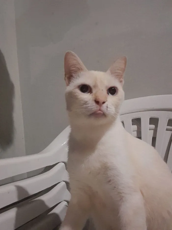 Gato raça Siamês idade 1 ano nome Floquinho 