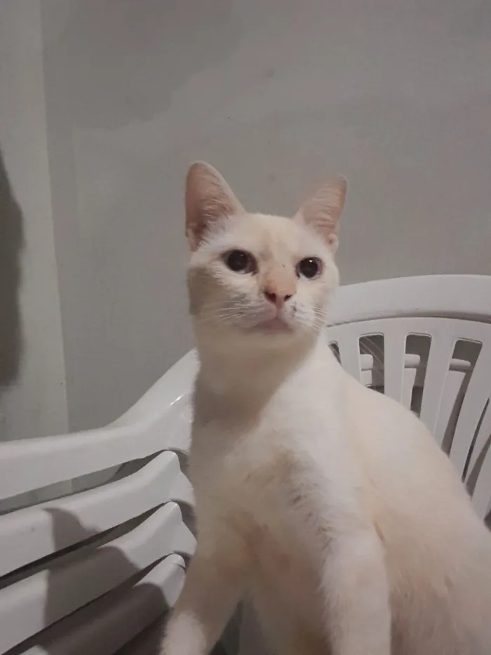 Gato raça Siamês idade 1 ano nome Floquinho 