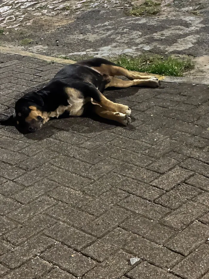 Cachorro raça SRD-ViraLata idade 4 anos nome Sem nome 