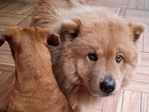 Cachorro raça Chow Chow idade 4 anos nome Amora