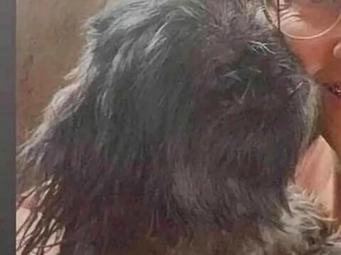 Cachorro raça Shitzu idade 4 anos nome Ted