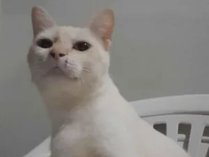 Gato raça Siamês idade 1 ano nome Floquinho 