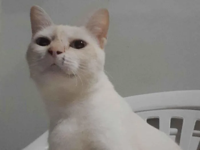 Gato raça Siamês idade 1 ano nome Floquinho 