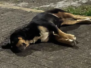 Cachorro raça SRD-ViraLata idade 4 anos nome Sem nome 