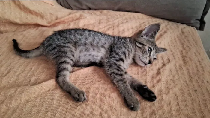 Gato raça SRD-ViraLata idade Abaixo de 2 meses nome Tigrinha