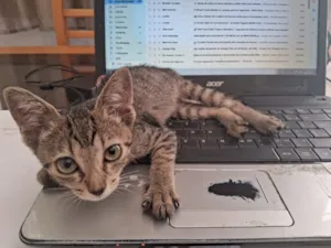 Gato raça SRD-ViraLata idade Abaixo de 2 meses nome Tigrinha