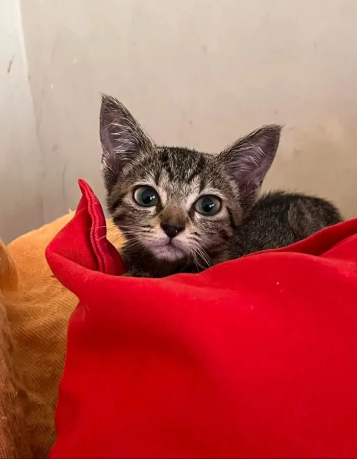 Gato raça SRD-ViraLata idade Abaixo de 2 meses nome Tigrinha