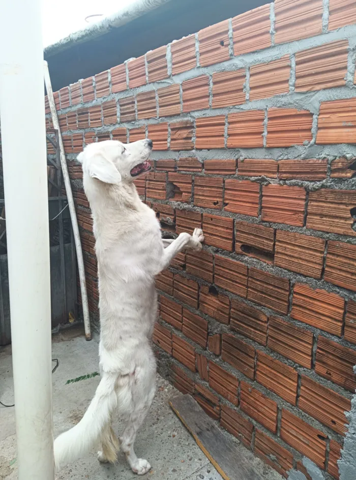 Cachorro raça SRD-ViraLata idade 6 ou mais anos nome Branquinha