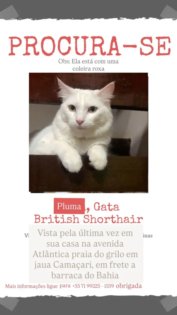 Gato raça Sphynx idade 1 ano nome Pluma