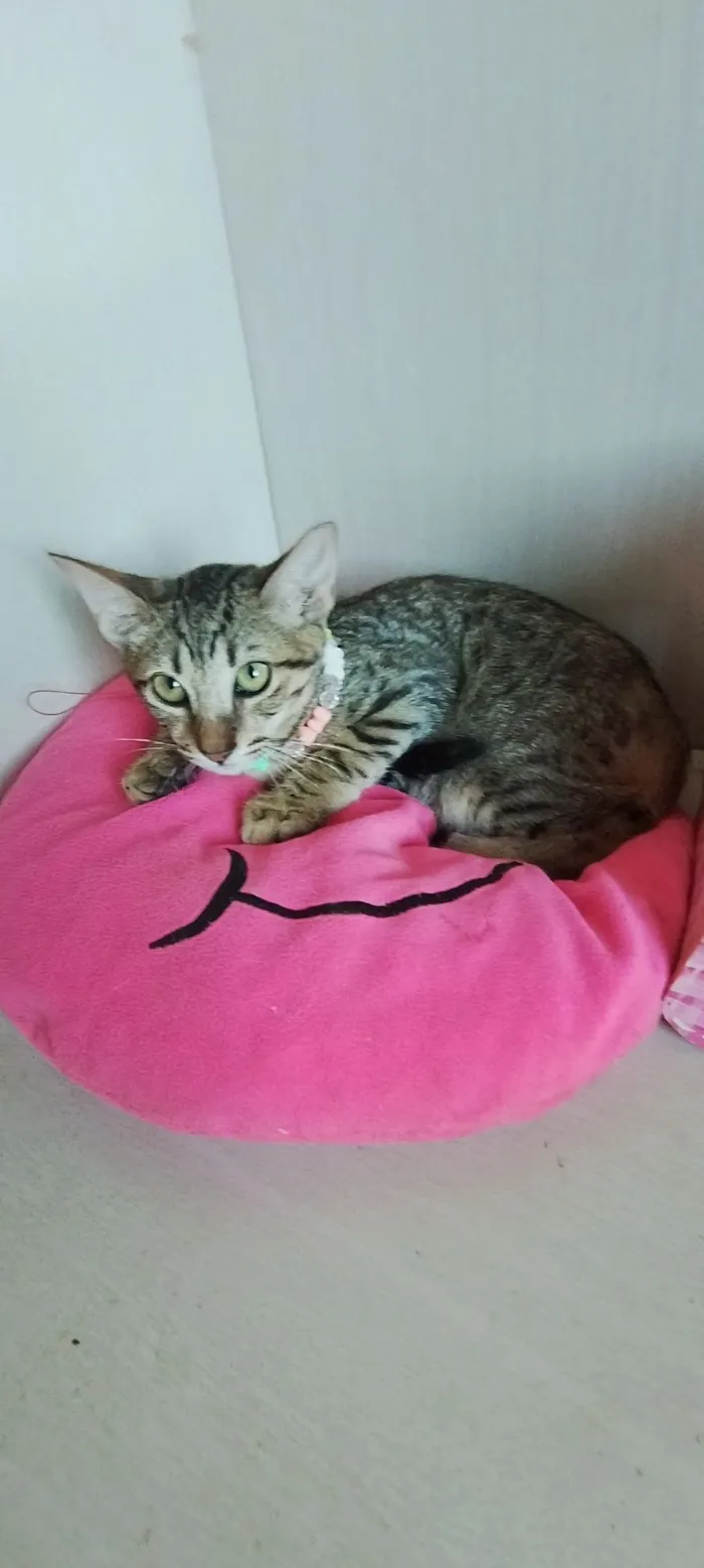 Gato raça SRD-ViraLata idade 2 a 6 meses nome Belle 