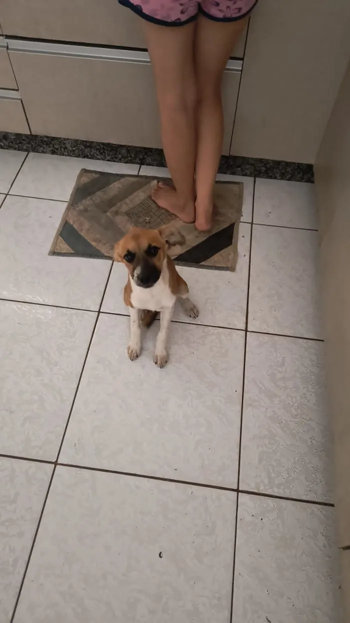 Cachorro raça SRD-ViraLata idade 2 a 6 meses nome Fubanga