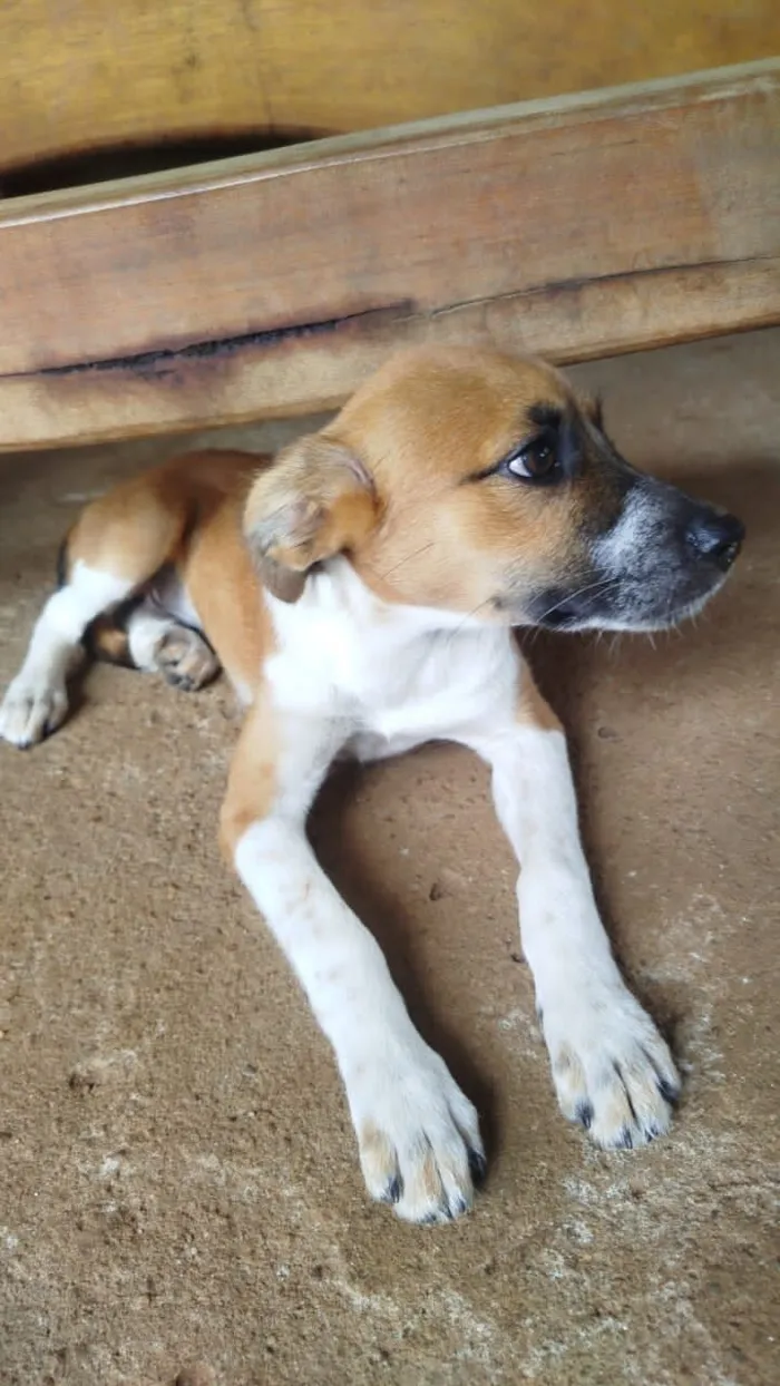 Cachorro raça SRD-ViraLata idade 2 a 6 meses nome Fubanga