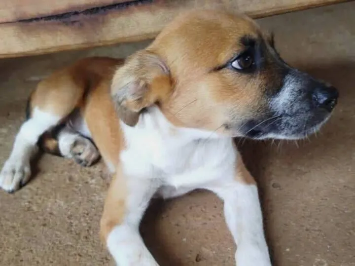 Cachorro raça SRD-ViraLata idade 2 a 6 meses nome Fubanga