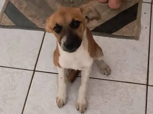 Cachorro raça SRD-ViraLata idade 2 a 6 meses nome Fubanga