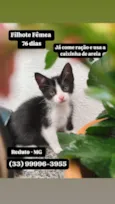 Gato raça SRD-ViraLata idade 2 a 6 meses nome S/N