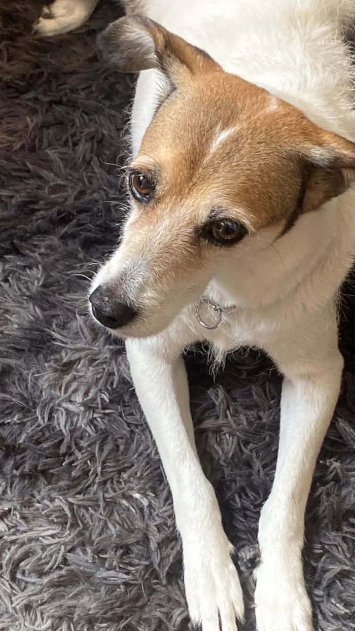 Cachorro raça SRD-ViraLata idade 1 ano nome Nina